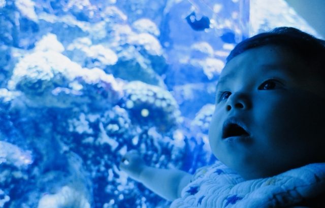 【2020年OPEN】「Dmmかりゆし水族館」の最新情報をチェック！
